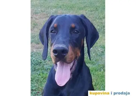 Doberman štenci vrhunskih krvnih linija - 5/8