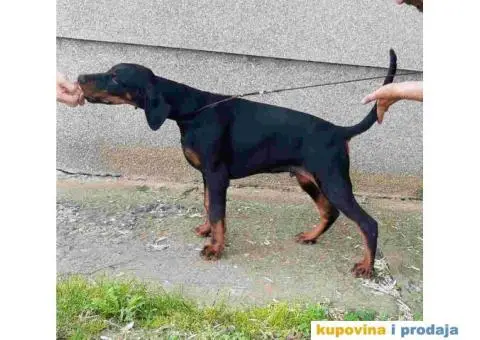 Doberman štenci vrhunskih krvnih linija - 6/8