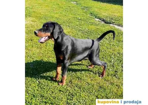 Doberman štenci vrhunskih krvnih linija - 8/8