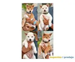 Shiba Inu prelepi štenci