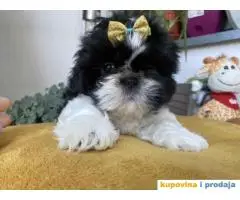 Predivni štenci Shih Tzu rase od odličnih roditelja