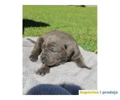 Cane Corso štenci