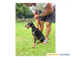 Zenka Dobermana kupirana, stara 3,5 meseca