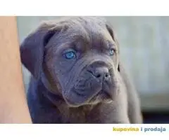 Cane Corso štenci - šampionsko poreklo