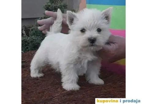 Westie ŝtenci 9 nedelja iz odgajivačnice Lovely Little Friend - 3/10