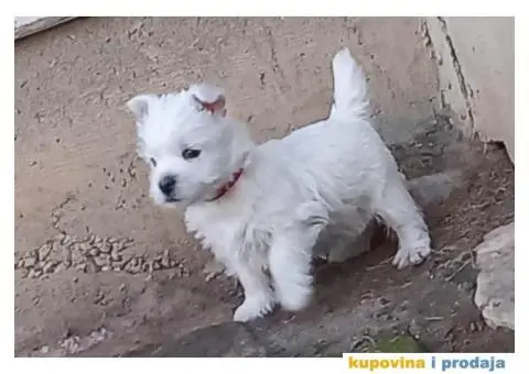 Westie ŝtenci 9 nedelja iz odgajivačnice Lovely Little Friend - 4/10