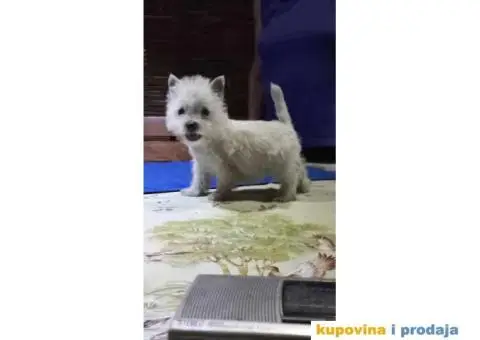 Westie ŝtenci 9 nedelja iz odgajivačnice Lovely Little Friend - 9/10