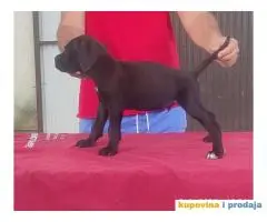 Cane Corso