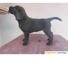 Na prodaju ženka čokoladnog labrador retrivera