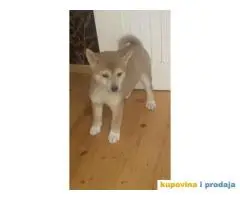 Shiba inu stenci