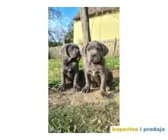 CANE CORSO prelepi štenci