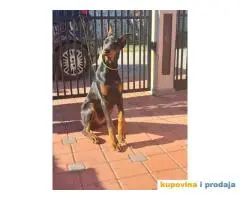 Doberman zenka od vrhunskih roditelj,stara 6 mesec