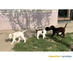 Lagotto Romagnolo štenci