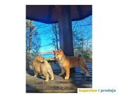 TOP Shiba inu stenci