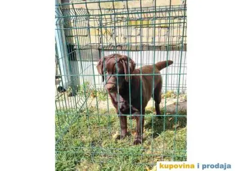 LABRADOR RETRIVERI cokoladni - 1/4