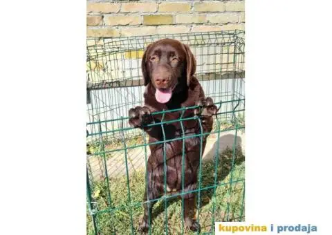 LABRADOR RETRIVERI cokoladni - 2/4