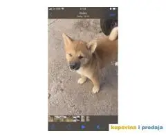 Shiba inu stenci