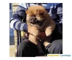 Chow Chow Cau Cau stenci oba pola