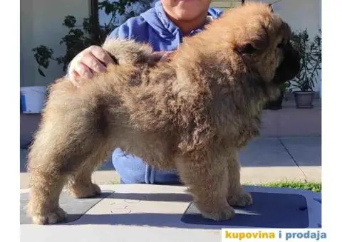 Chow Chow Cau Cau stenci oba pola - 3/8