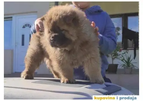 Chow Chow Cau Cau stenci oba pola - 4/8