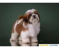 SHIH TZU kvalitetni stenci