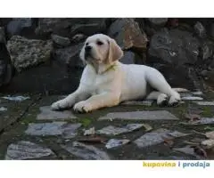 Labrador Retriver TOP PONUDA