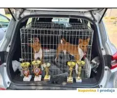 TOP Basenji stenci