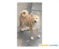 Shiba inu stenci