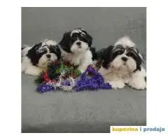 Dostupni Štenci Shih tzu rase