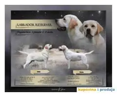 Štenci LABRADOR retrivera