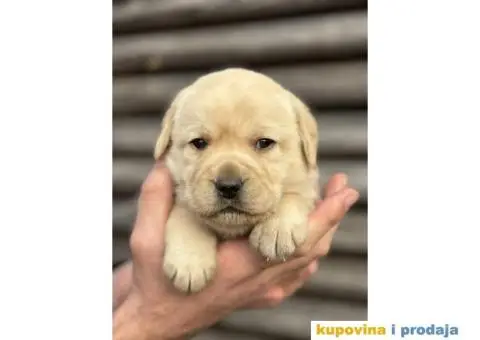 Štenci LABRADOR retrivera - 9/10