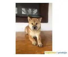 Shiba inu stenci