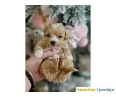 Bebice MALTIPOO