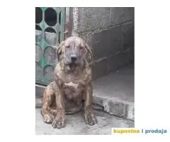 Presa Canario štenci