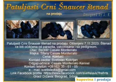 Patuljasti Crni Šnaucer - 1/4