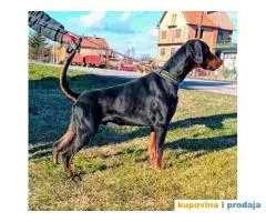 DOBERMAN  na prodaju, mladi mužijak od godinu dana,  vrhunskog porekla.  Tel/Viber: +381(0)60/67-57-