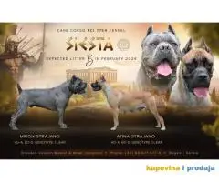 Cane Corso TOP štenci