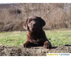 Labrador retriver čokoladni štenci