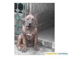 Presa Canario štenci