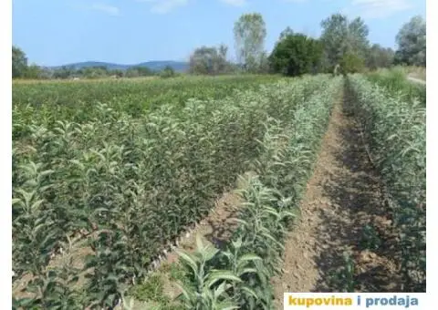 Prodaja sadnica svih vrsta voća  Počinjemo sa prolećnom prodajom. Voćne Sadnice iz Rasadnika Antić č - 9/10