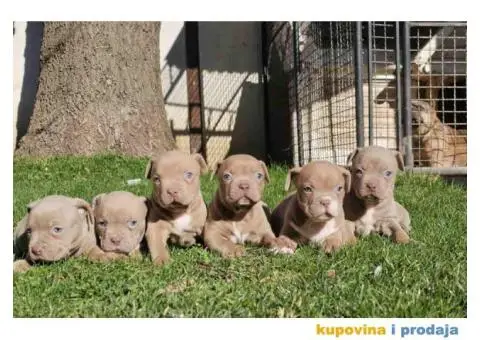 American bully exotic stenci  viber +381(0)637363312 Brankica, 22300 Stara Pazova / Srbija - 1/14