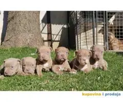 American bully exotic stenci  viber +381(0)637363312 Brankica, 22300 Stara Pazova / Srbija