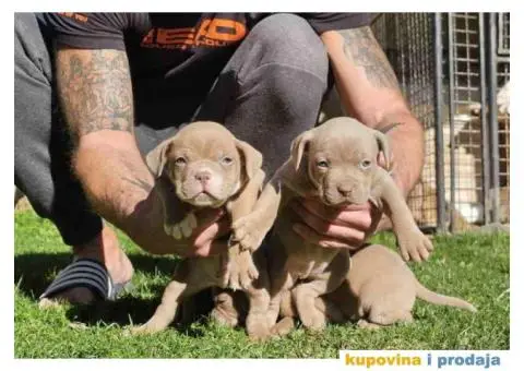 American bully exotic stenci  viber +381(0)637363312 Brankica, 22300 Stara Pazova / Srbija - 2/14