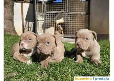 American bully exotic stenci  viber +381(0)637363312 Brankica, 22300 Stara Pazova / Srbija - 3/14