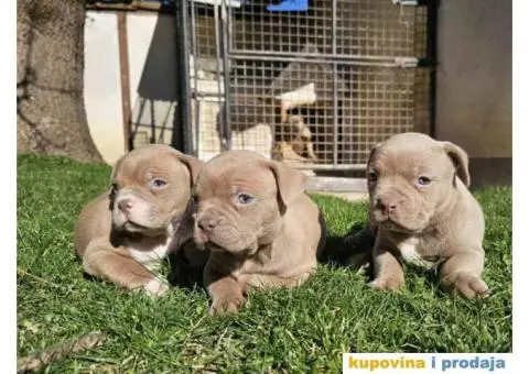 American bully exotic stenci  viber +381(0)637363312 Brankica, 22300 Stara Pazova / Srbija - 4/14