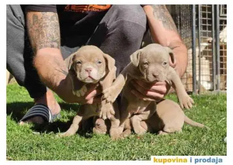 American bully exotic stenci  viber +381(0)637363312 Brankica, 22300 Stara Pazova / Srbija - 5/14