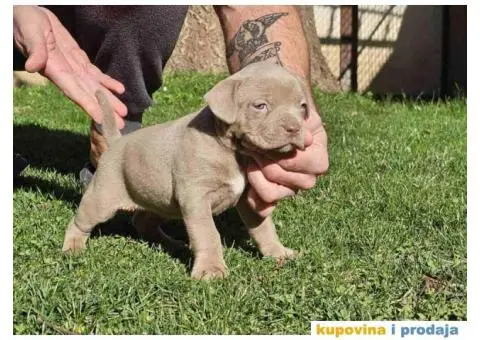 American bully exotic stenci  viber +381(0)637363312 Brankica, 22300 Stara Pazova / Srbija - 6/14