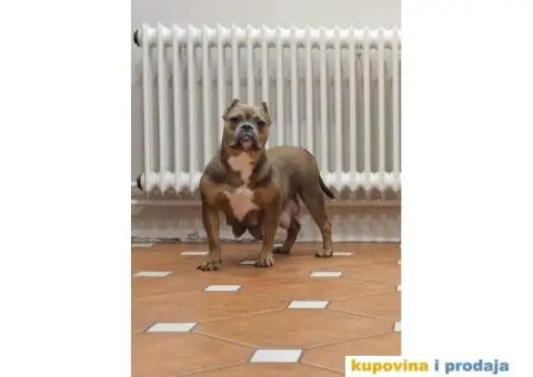 American bully exotic stenci  viber +381(0)637363312 Brankica, 22300 Stara Pazova / Srbija - 8/14