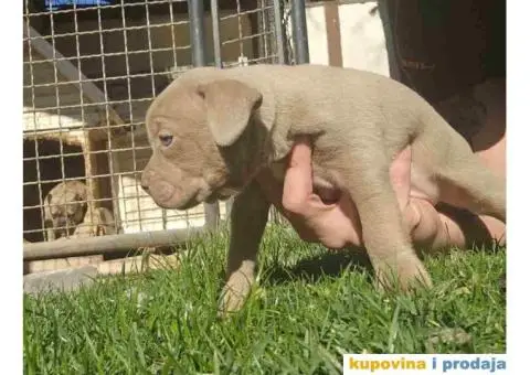 American bully exotic stenci  viber +381(0)637363312 Brankica, 22300 Stara Pazova / Srbija - 9/14