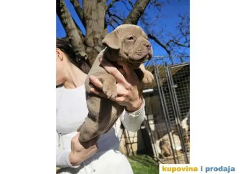 American bully exotic stenci  viber +381(0)637363312 Brankica, 22300 Stara Pazova / Srbija - 10/14